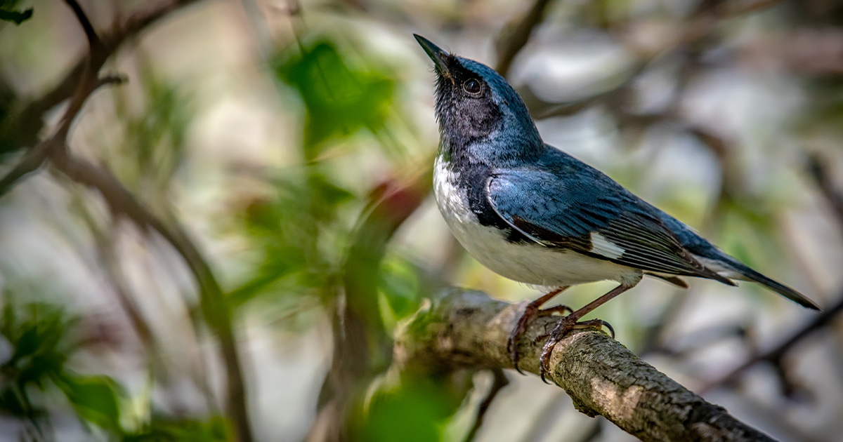 blue bird in tree