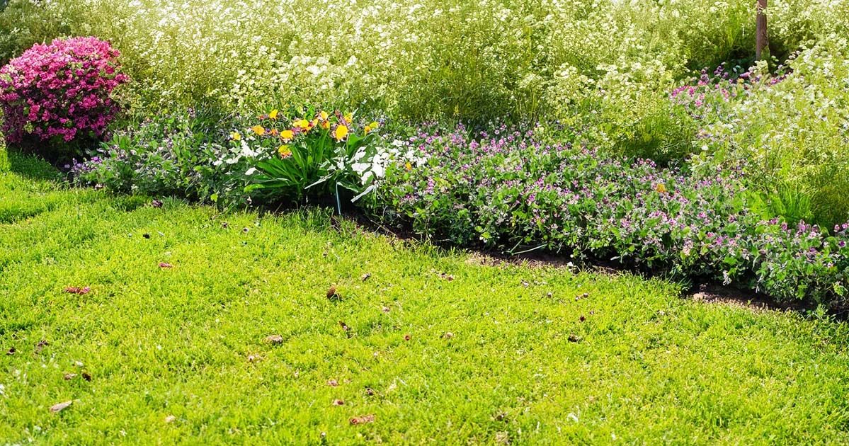 garden in yard