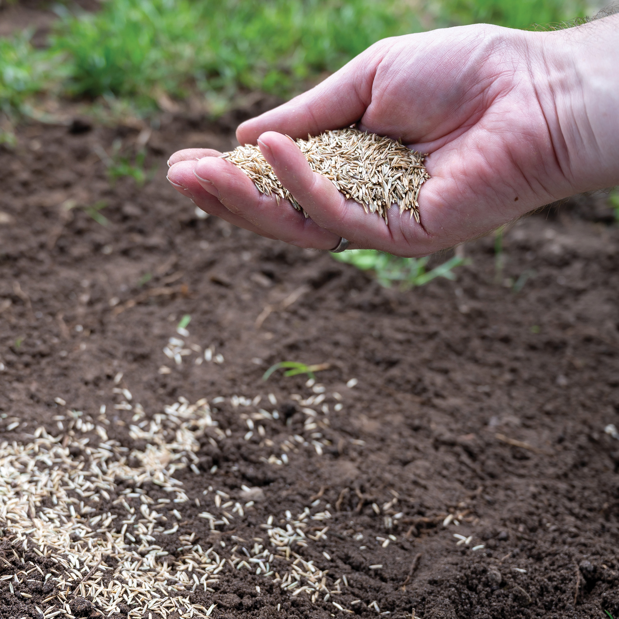 grass seed