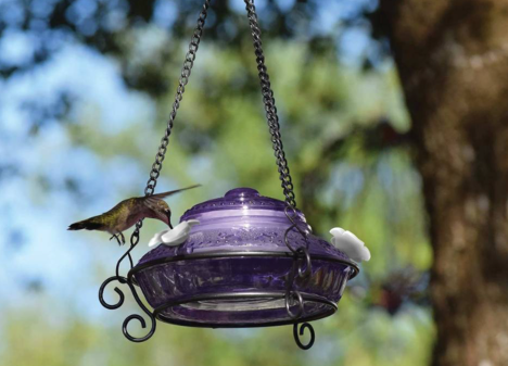 hummingbird feeder