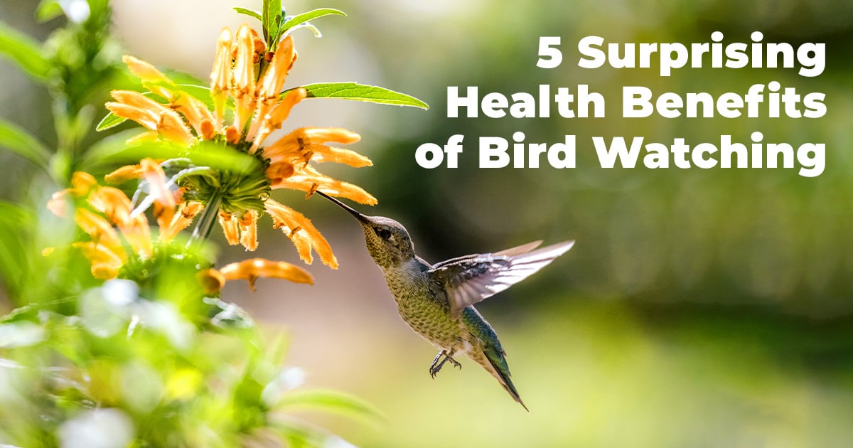 5 Surprising Health Benefits of Bird Watching