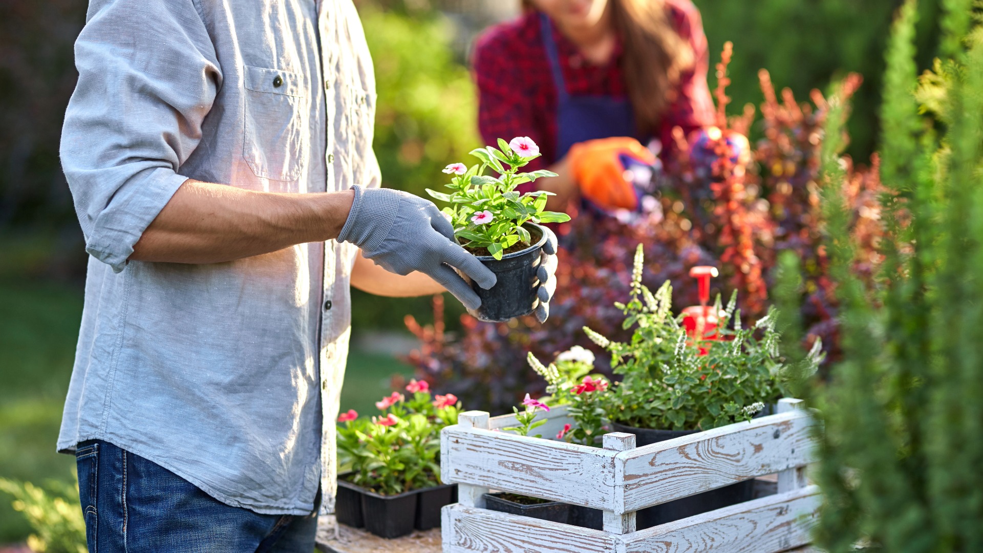 The Ultimate Mid Summer Lawn & Garden Guide: Tips to Boost Growth & Save Money