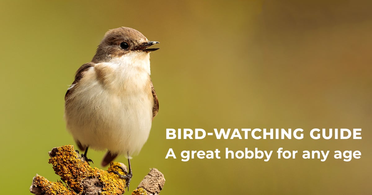 Bird Watching Guide: Birding for All!