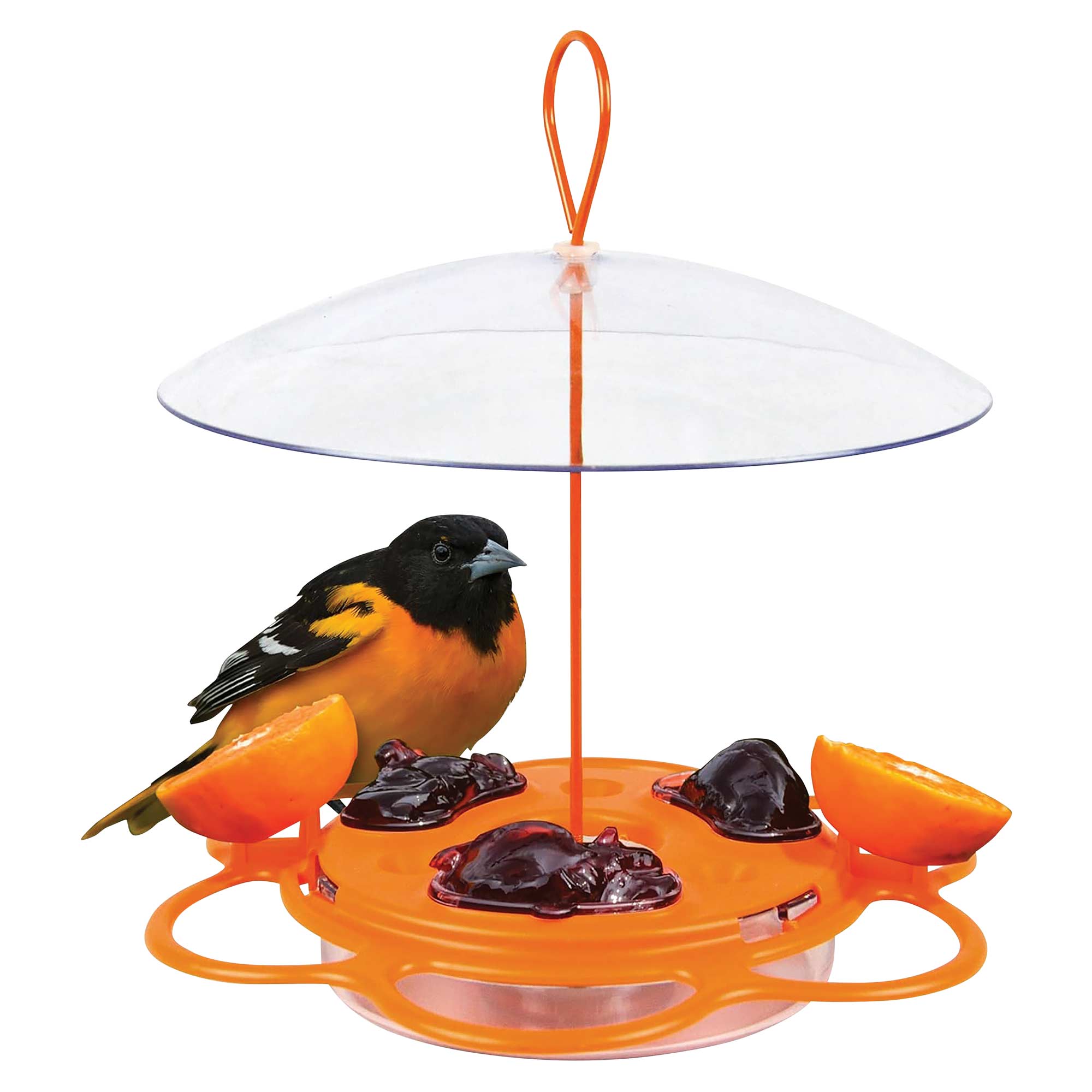 Oriole Buffet - 3 Pack