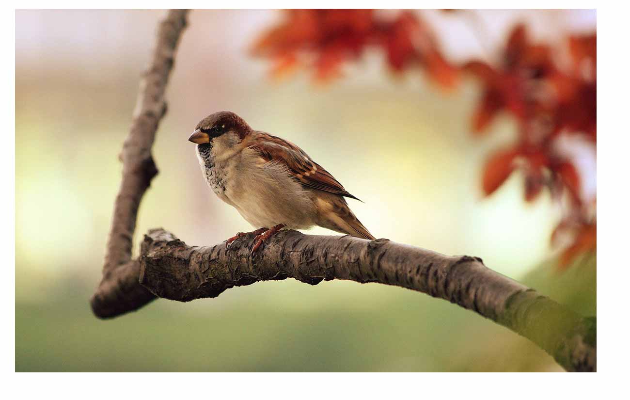 A Guide to Bird-Watching With Binoculars