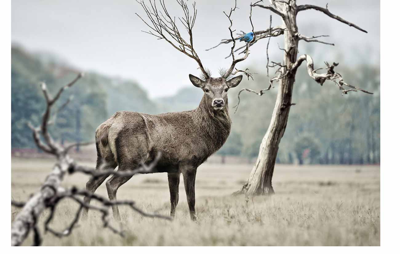 Hunting Information and Safety Guide