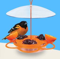 Clearance deals and closeout savings