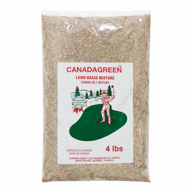 canada grass seed